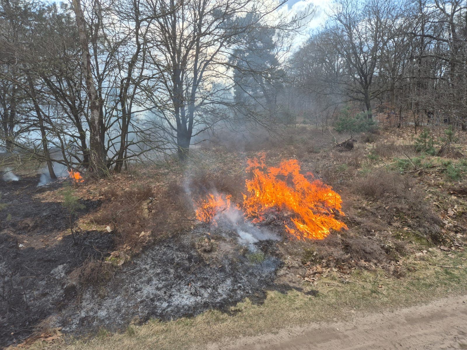 P1 brand heide (uitbr.:normaal) Bosrand Elspeet