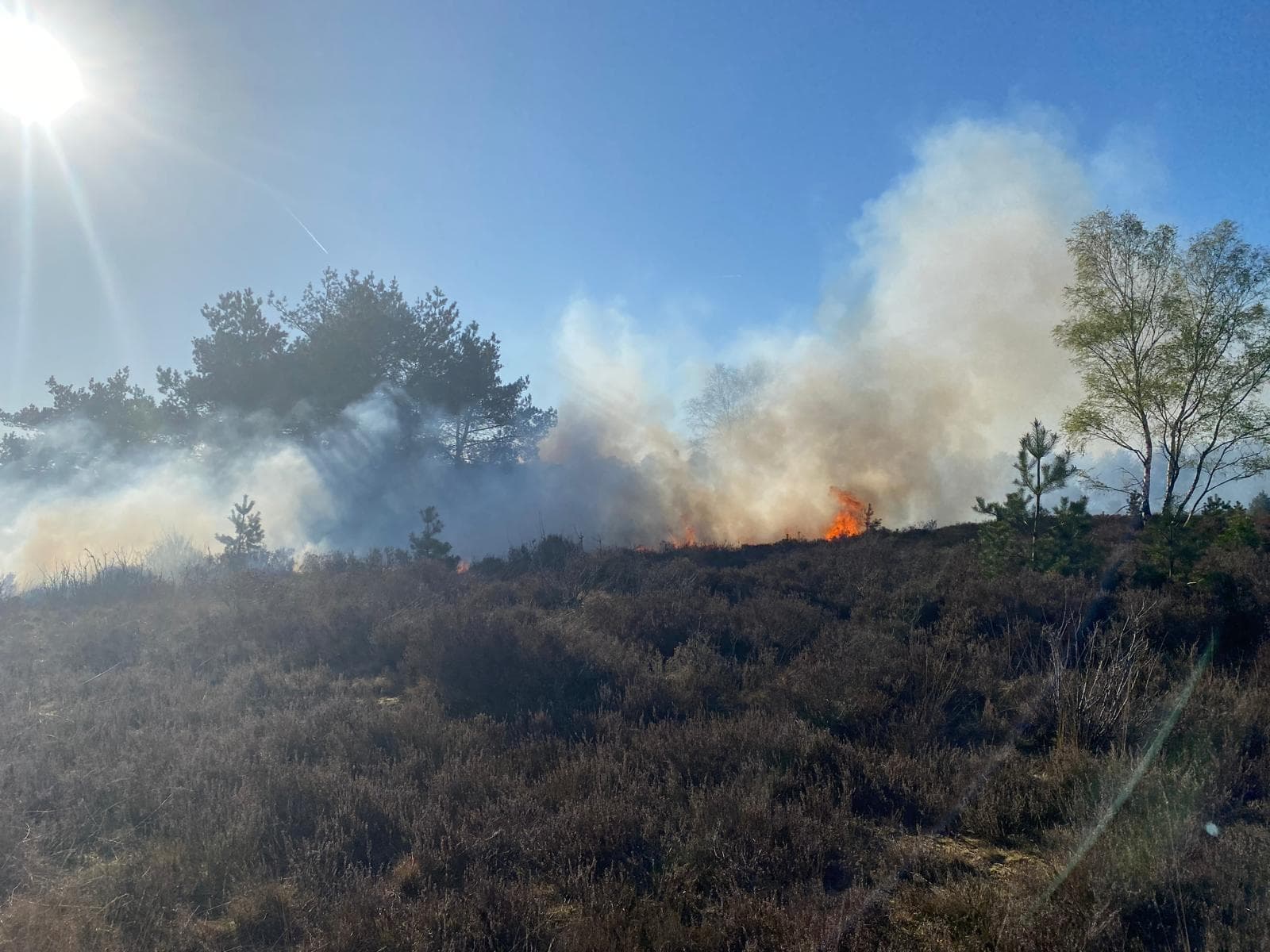 P1 Brand heide (uitbr.: hoog) N310 Uddelerweg 86.0 Elspeet