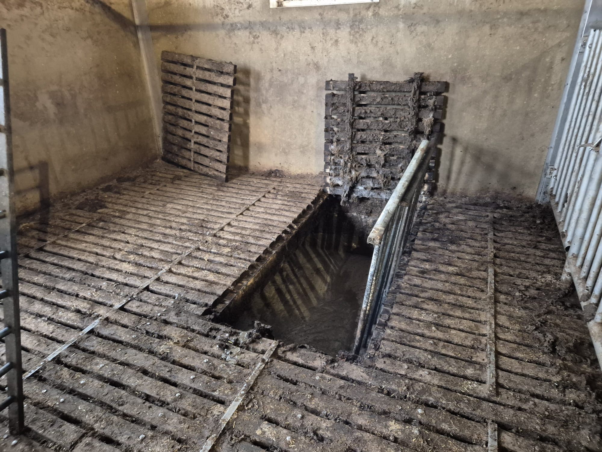 P2 Dier in put/kelder Veenkamp Uddel