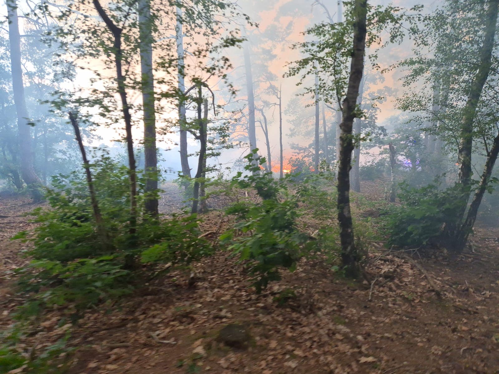 P1 Brand bos (uitbr.: hoog) Elspeterbosweg Vierhouten