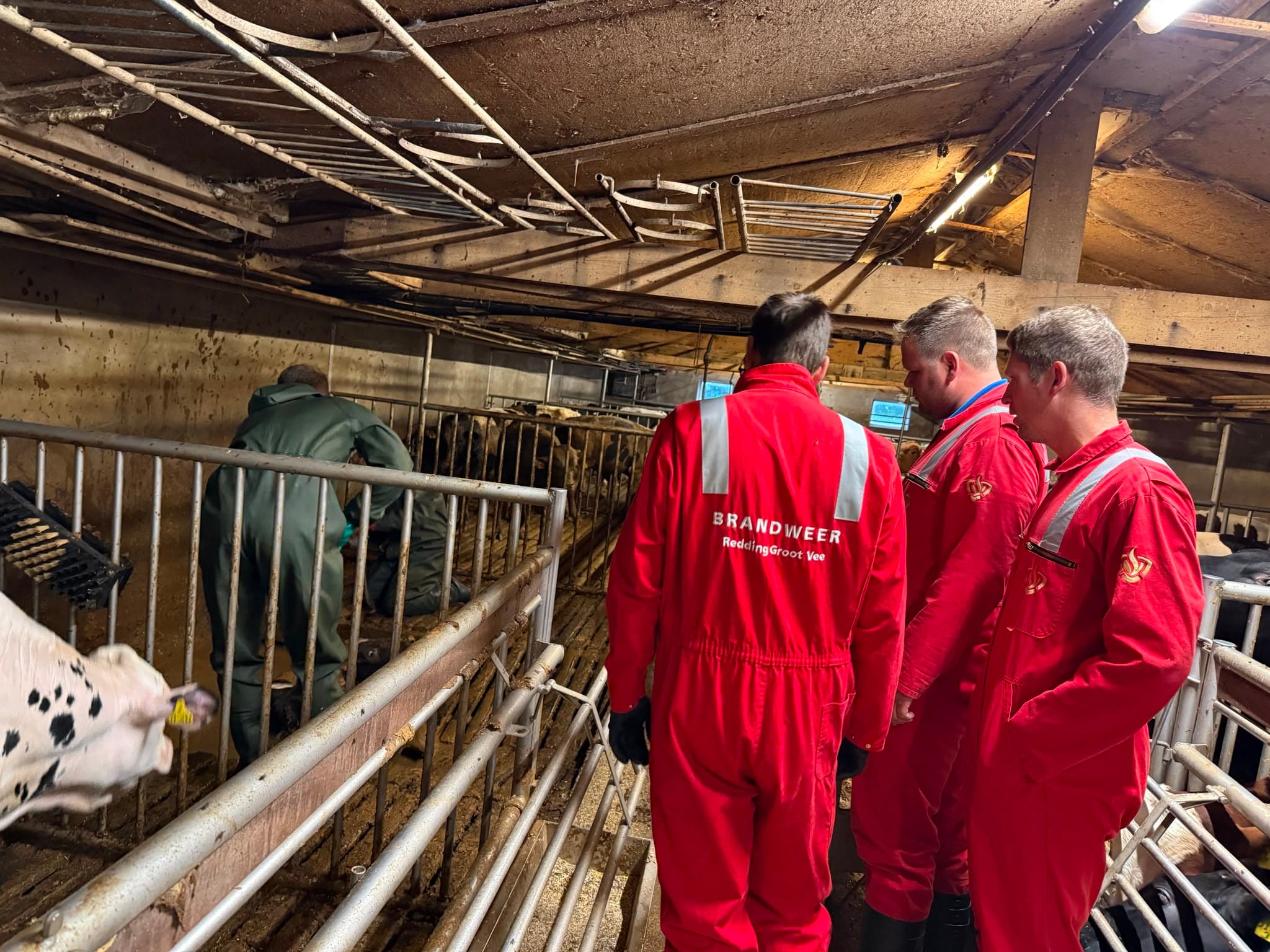 P2 Dier in put/kelder Harderwijkerweg Uddel