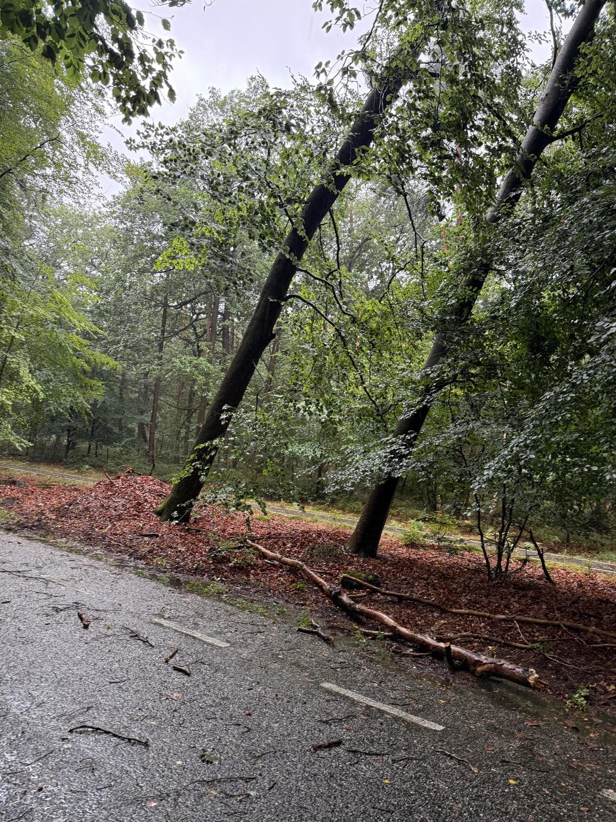 P2 Stormschade Aardhuisweg Uddel, foto 4