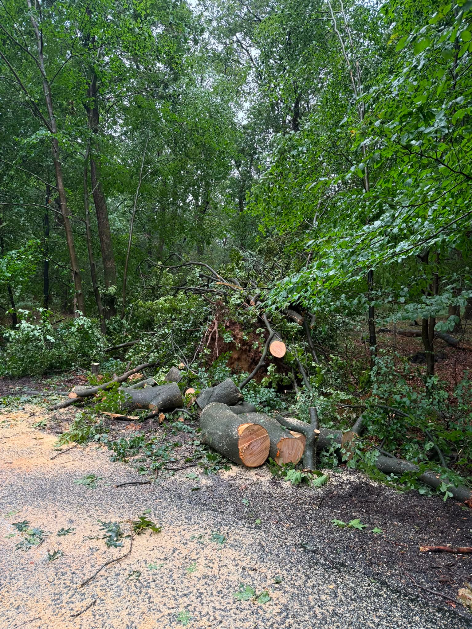 P2 Stormschade Aardhuisweg Uddel, foto 8