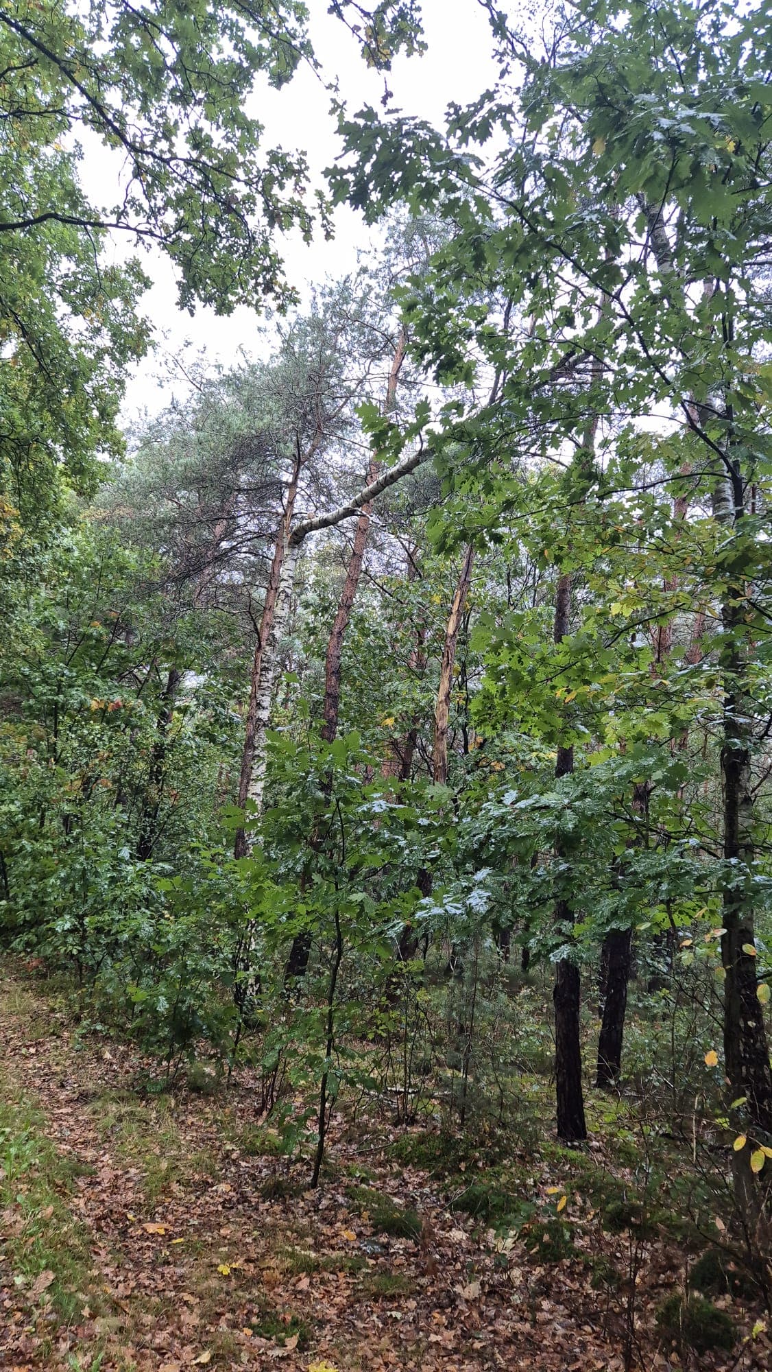 P2 Stormschade Elspeterweg Uddel