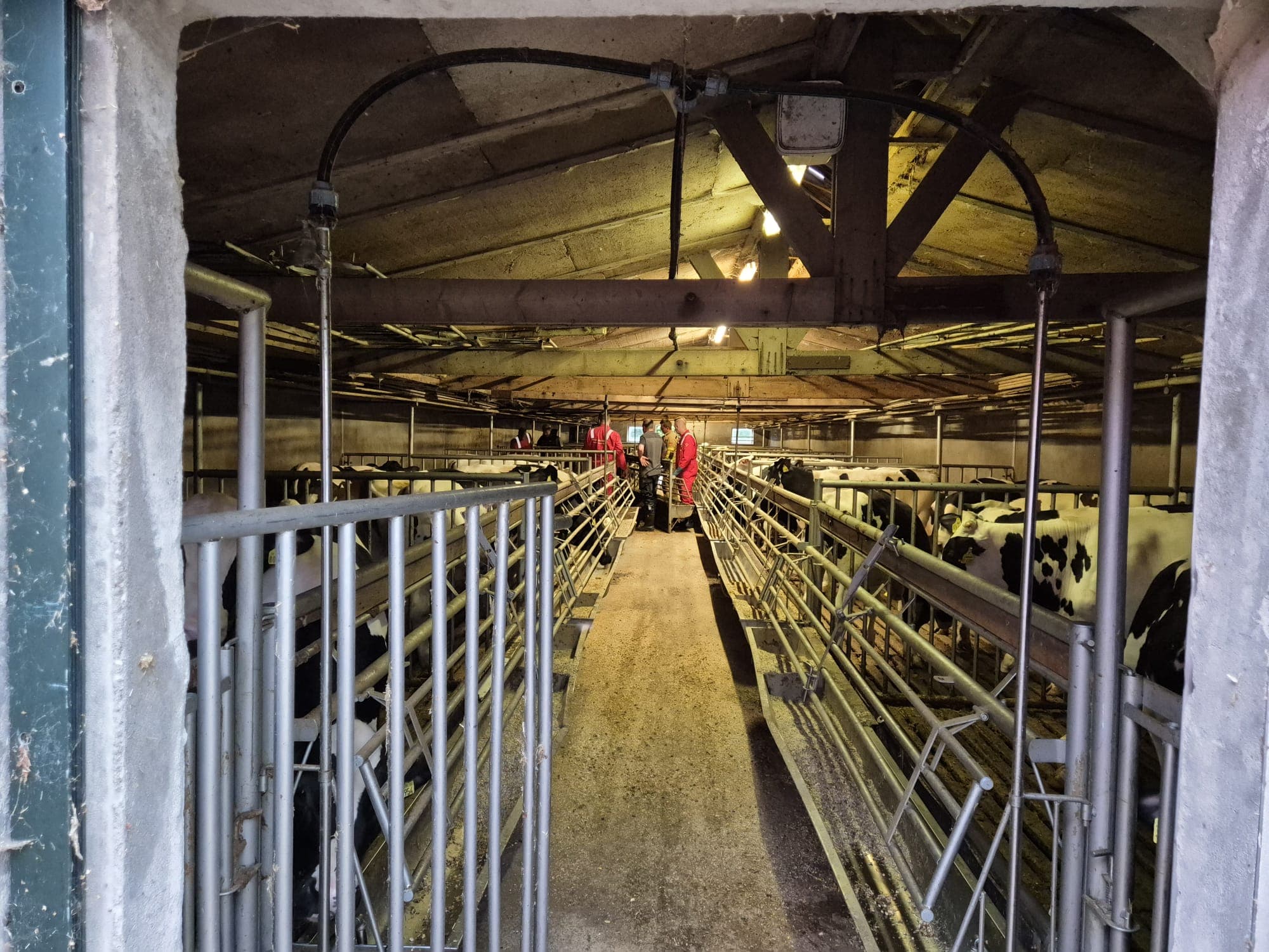 P2 Dier in put/kelder Harderwijkerweg Uddel